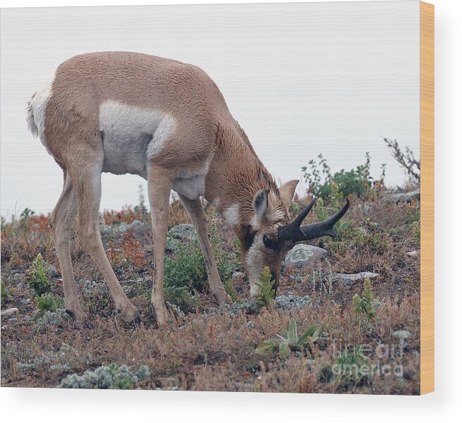 Pronghorn Antelope Wood Print featuring the photograph Antelope Grazing by Art Whitton