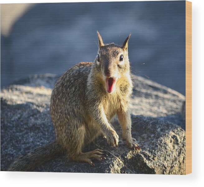 Squirrel Wood Print featuring the photograph Are You Kidding by Johanne Peale