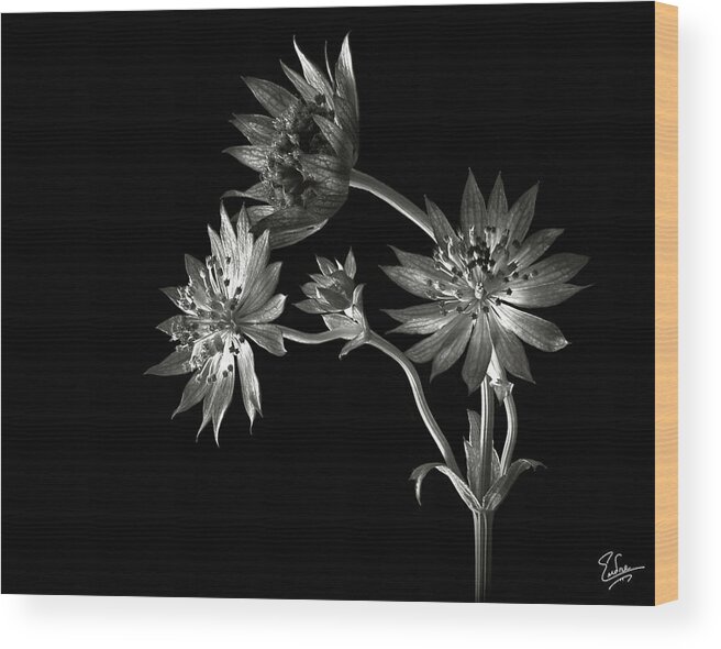 Flower Wood Print featuring the photograph Astrantia in Black and White by Endre Balogh