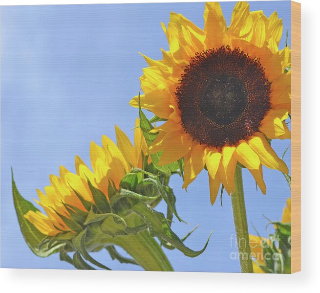 Sunflower Wood Print featuring the photograph August Sunshine by Traci Cottingham