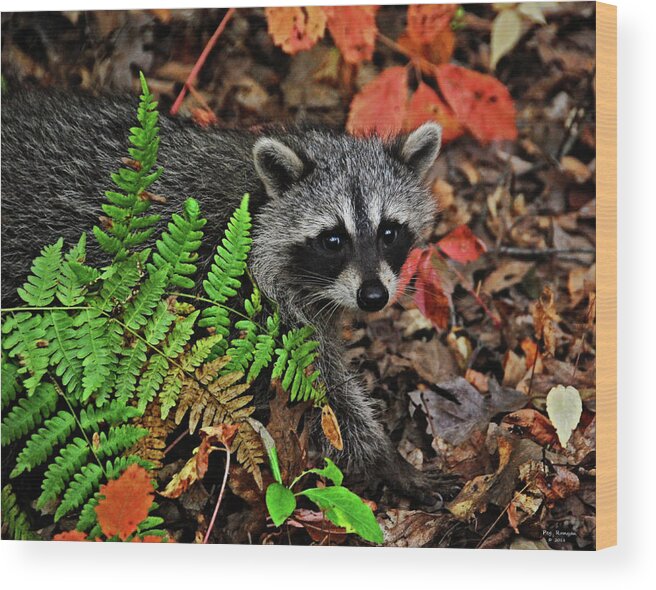 Nature Wood Print featuring the photograph Autumn Raccoon by Peg Runyan