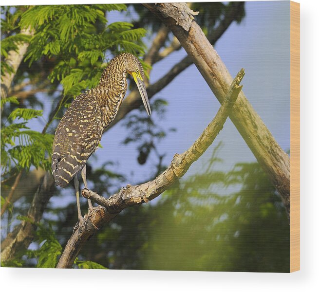 Bare-throated Tiger Heron Wood Print featuring the photograph Avian Tiger by Tony Beck