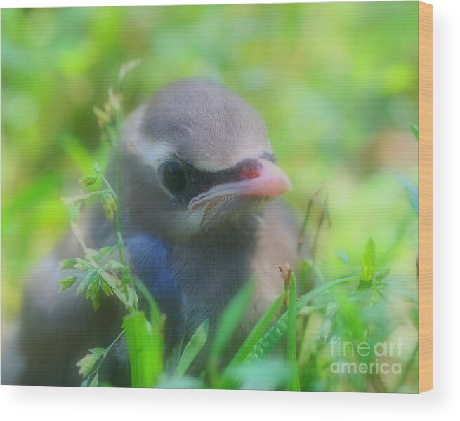 Waxwing Wood Print featuring the photograph Baby Waxwing Bird Innocence by Smilin Eyes Treasures