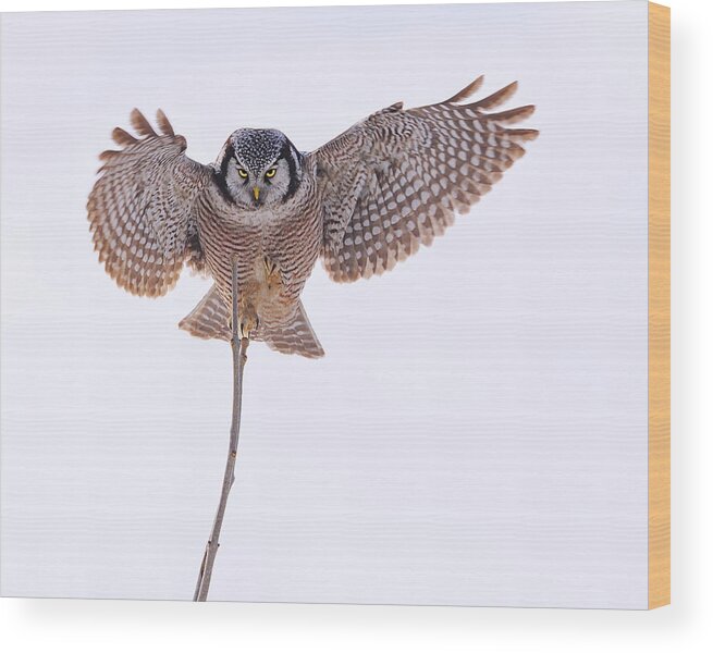 Northern Hawk-owl Wood Print featuring the photograph Balance by Tony Beck