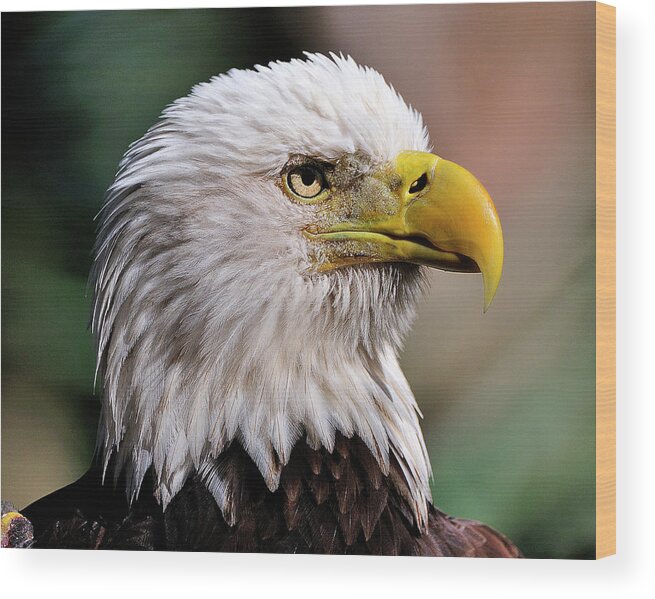 Bald Wood Print featuring the photograph Bald Eagle by Bill Dodsworth