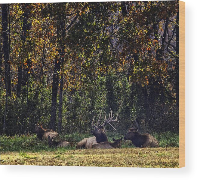 Bull Elk Wood Print featuring the photograph Bedding Down by Michael Dougherty