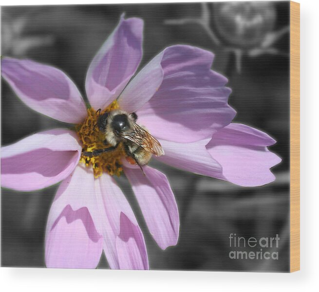 Flower Wood Print featuring the photograph Bee On Cosmos Partial Color by Smilin Eyes Treasures