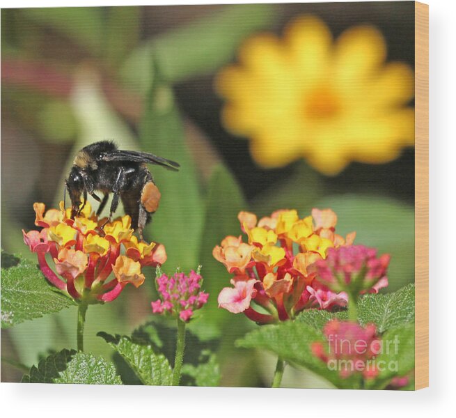 Bee Photograph Wood Print featuring the photograph Bee on Lantana Flower by Luana K Perez