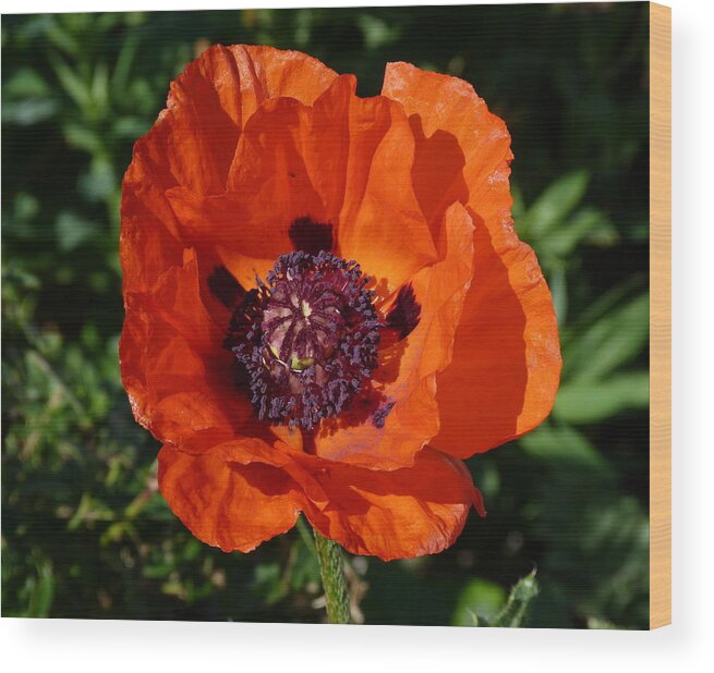 Poppy Wood Print featuring the photograph Big Red Poppy by Lynn Bolt