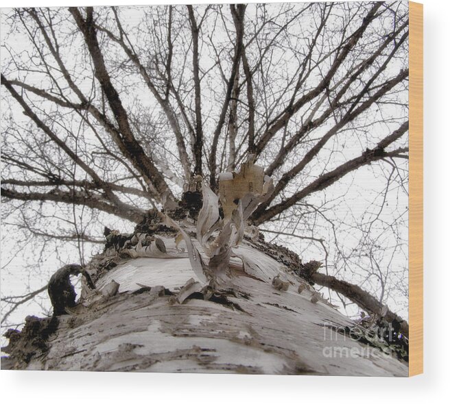 Birch Tree Wood Print featuring the photograph Birch Tree No. 1 by Angie Rea