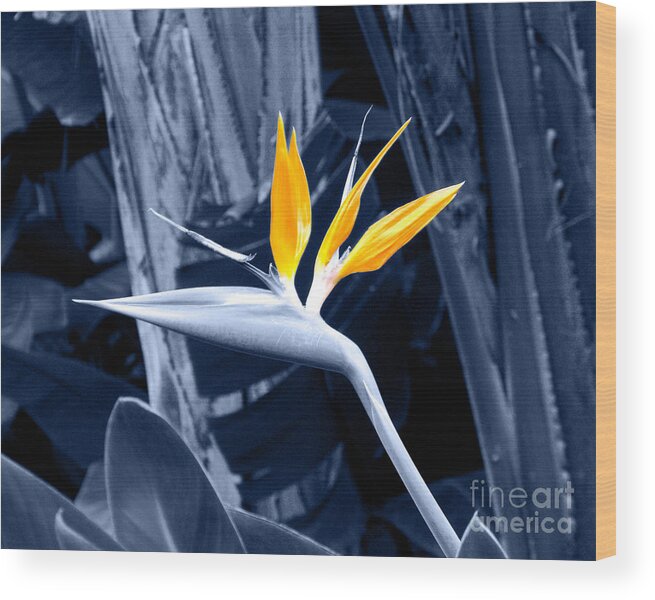 Blue Wood Print featuring the photograph Blue Bird of Paradise by Rebecca Margraf