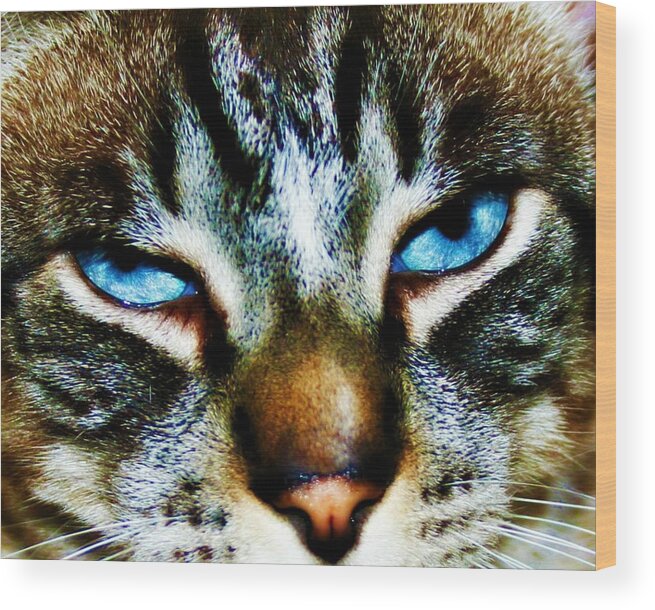 Blue Eyes Wood Print featuring the photograph Blue Eyes by Alma Yamazaki