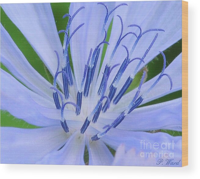 Close Up Wood Print featuring the photograph Blue Wild Flower by Paul Ward