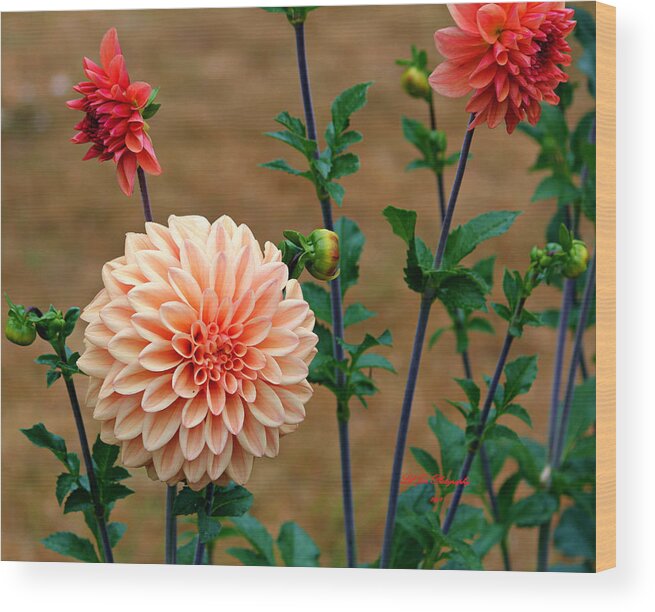 Dahlia Wood Print featuring the photograph Bodaciously Orange by Jeanette C Landstrom