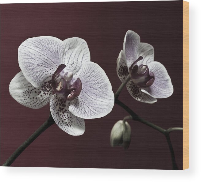 All Wood Print featuring the photograph Brown Purple White Orchids Flower Macro - Flower Photograph by Nadja Drieling - Flower- Garden and Nature Photography - Art Shop