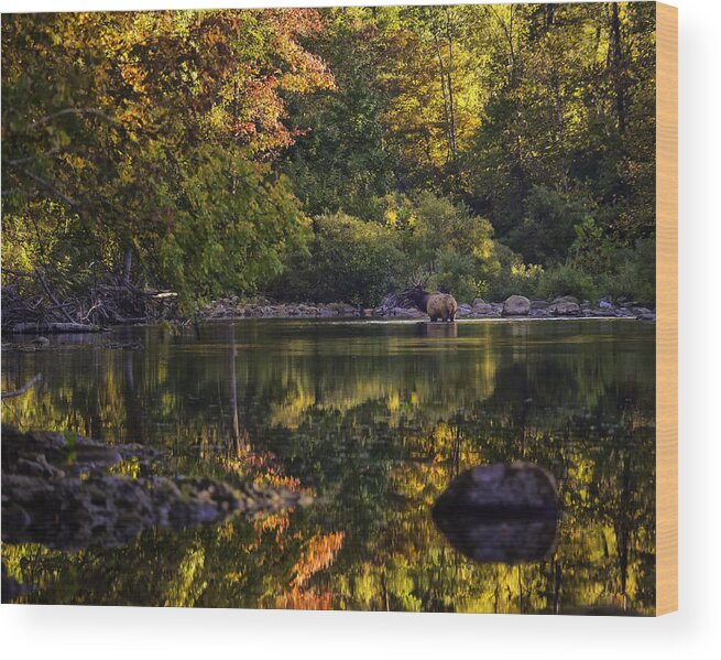 Bull Elk Wood Print featuring the photograph Bull Elk in Buffalo National River in Fall Color by Michael Dougherty