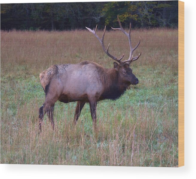 Elk Wood Print featuring the photograph Bull Elk in Rut by Gregory Scott