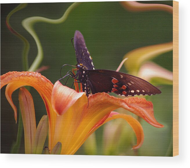 Nspirational Wood Print featuring the photograph Butterflies Are Free... by Arthur Miller