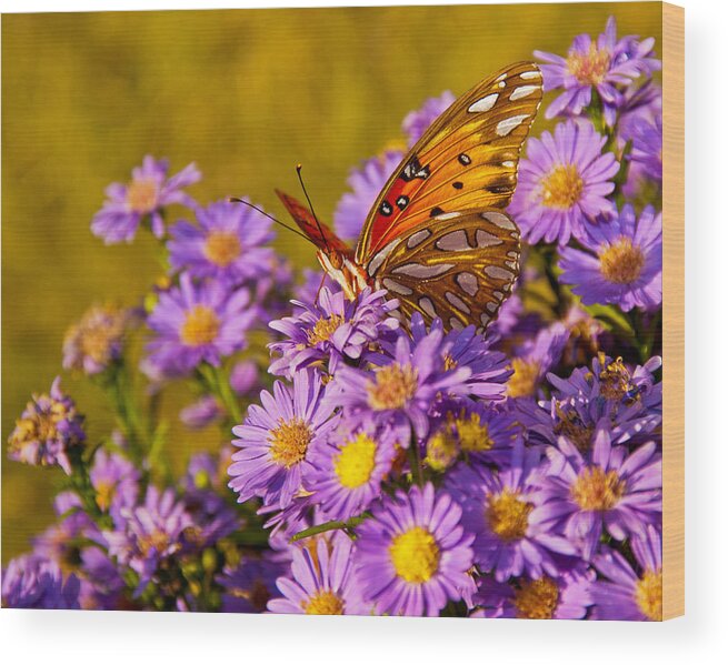 Butterfly Wood Print featuring the photograph Butterfly by Francis Trudeau