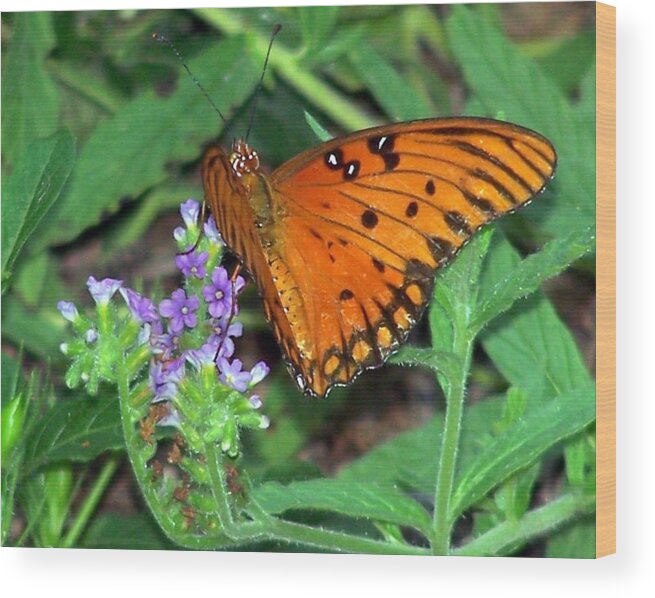 Landscape Wood Print featuring the photograph Butterfly's Delight by Cheryl Matthew