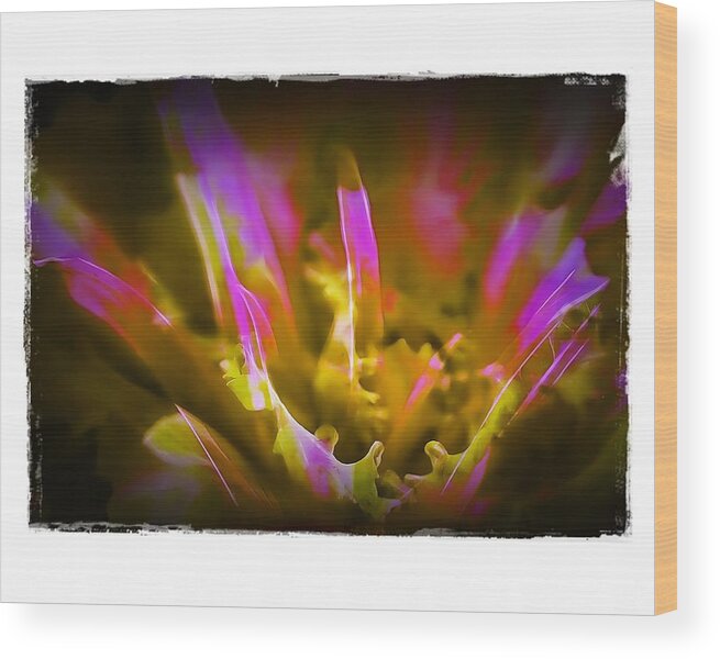 Double Exposure Wood Print featuring the photograph Cabbage Crown by Judi Bagwell