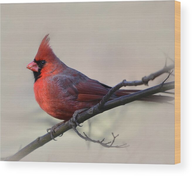 Bird Photograph Wood Print featuring the photograph Cardinal On Gray by Ann Bridges
