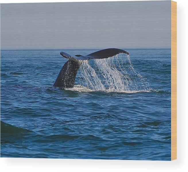 Humpback Whale Wood Print featuring the photograph Cascade by Tony Beck