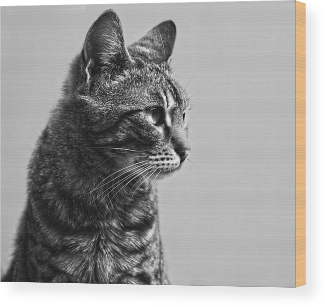 Cat Hdr Look Sight Wood Print featuring the photograph Cat by Chelaru Catalin Ionut