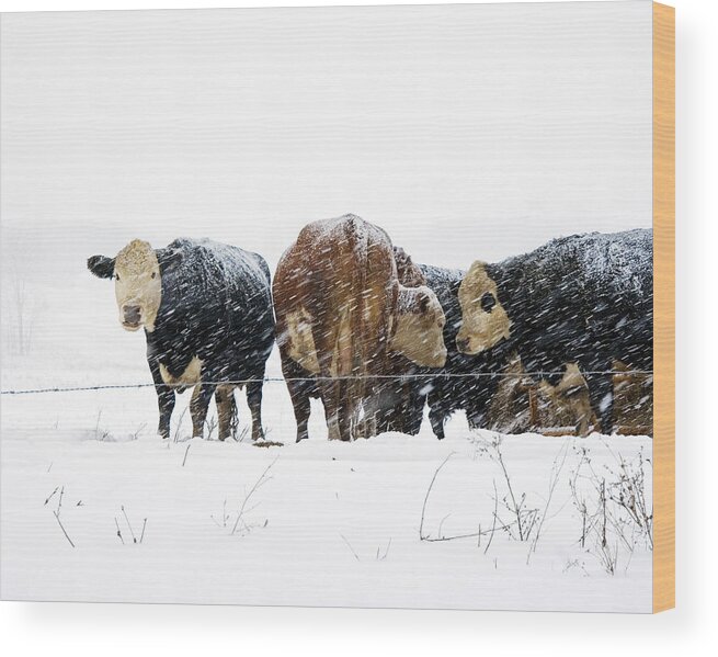 Cattle Wood Print featuring the photograph Cattle in a Snowstorm in SouthWest Michigan by Randall Nyhof