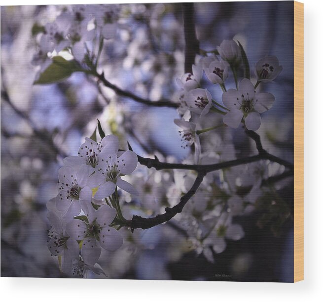Nature Wood Print featuring the photograph Cherry Blossoms by Mikki Cucuzzo