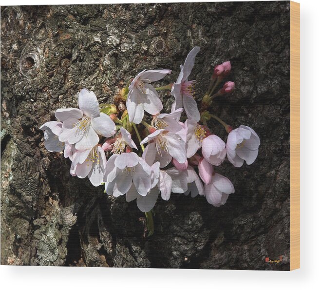 Washington D.c. Wood Print featuring the photograph Cherry Blossoms on the Tree's Trunk DS015 by Gerry Gantt