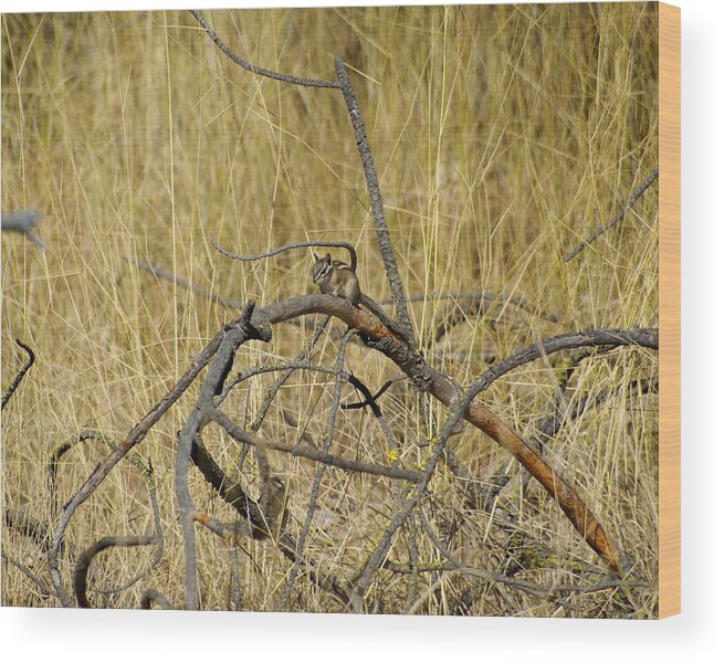 Chipmunks Wood Print featuring the photograph Chipmunk in the Sun by Ben Upham III