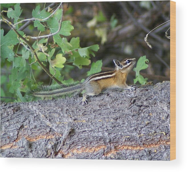 Chipmunks Wood Print featuring the photograph Chipmunk on a Log by Ben Upham III