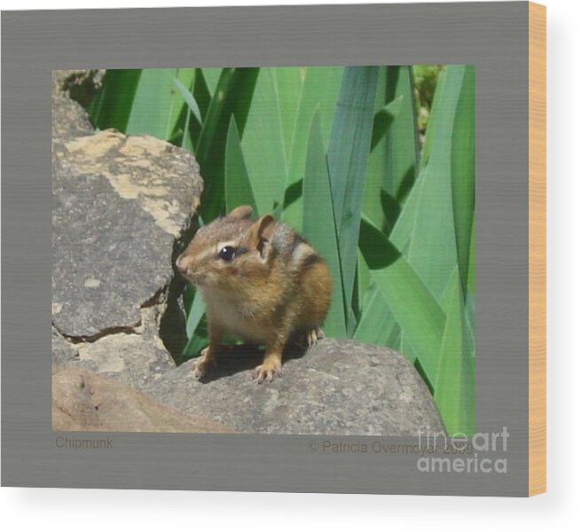 Chipmunk Wood Print featuring the photograph Chipmunk by Patricia Overmoyer
