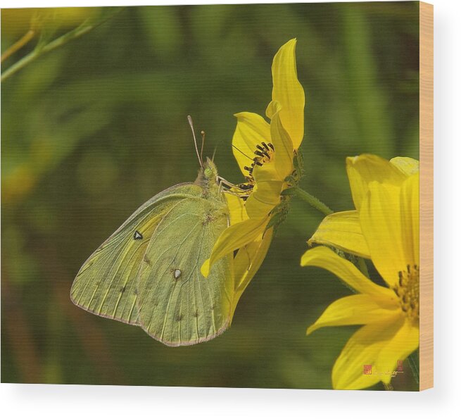 Nature Wood Print featuring the photograph Clouded Sulphur Butterfly DIN099 by Gerry Gantt