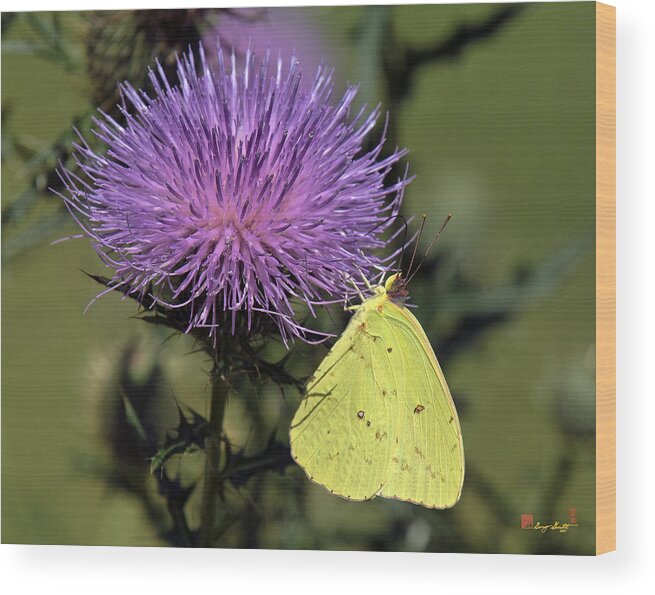 Marsh Wood Print featuring the photograph Cloudless Sulphur Butterfly DIN159 by Gerry Gantt