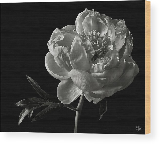 Flower Wood Print featuring the photograph Coral Peony in Black and White by Endre Balogh