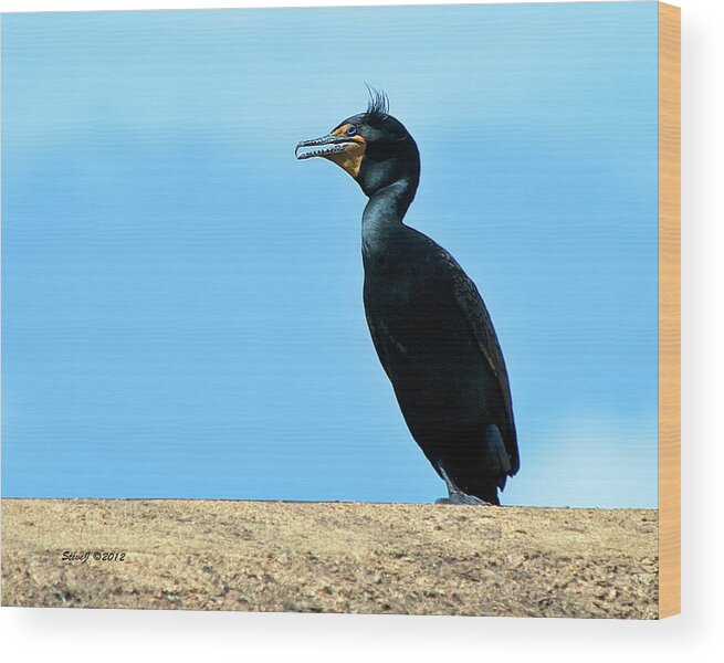 Cormorant Wood Print featuring the photograph Cormorant on Dam by Stephen Johnson