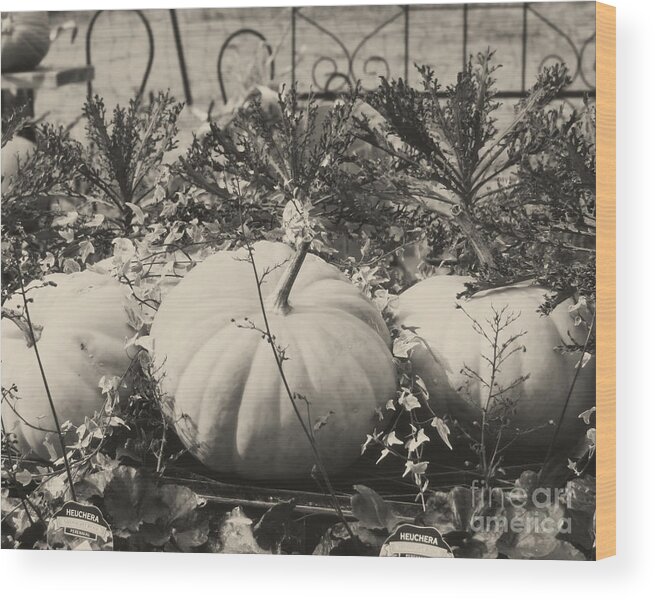 Pumpkin Wood Print featuring the photograph Country Pumpkins In Black And White by Smilin Eyes Treasures