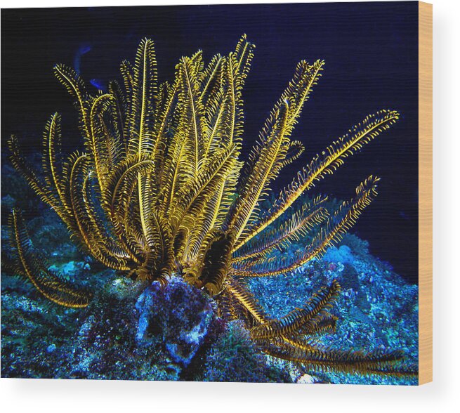Glowing Crinoid Wood Print featuring the photograph Glowing Crinoid by Jean Noren