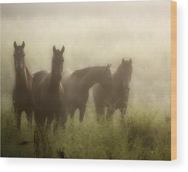 Horse Wood Print featuring the photograph Daughters Of The Mist II by Ron McGinnis