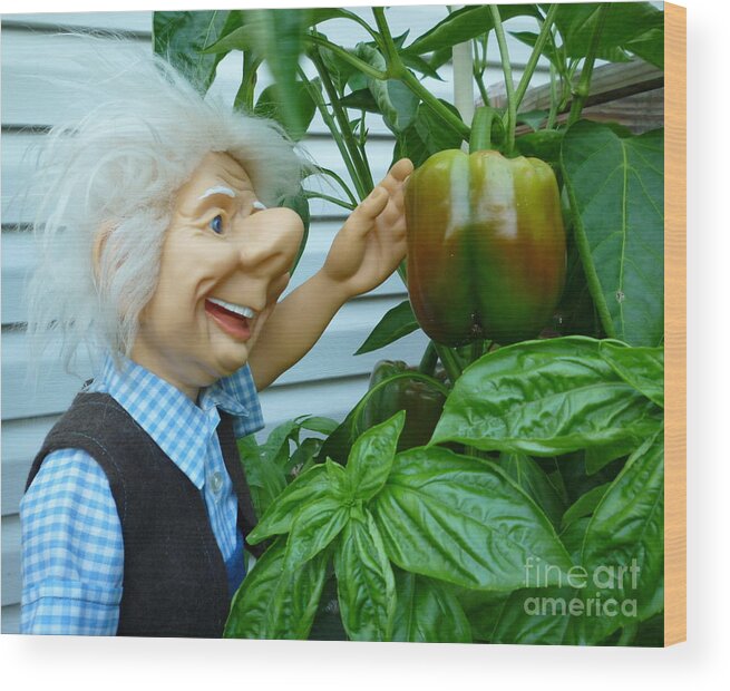 Dorf Doll Wood Print featuring the photograph Dorf Grandpa Doll Picking Bell Peppers by Renee Trenholm