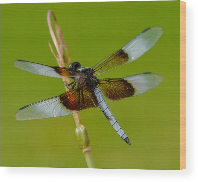 Bug Wood Print featuring the photograph Dragon Fly Green by Sean Wray