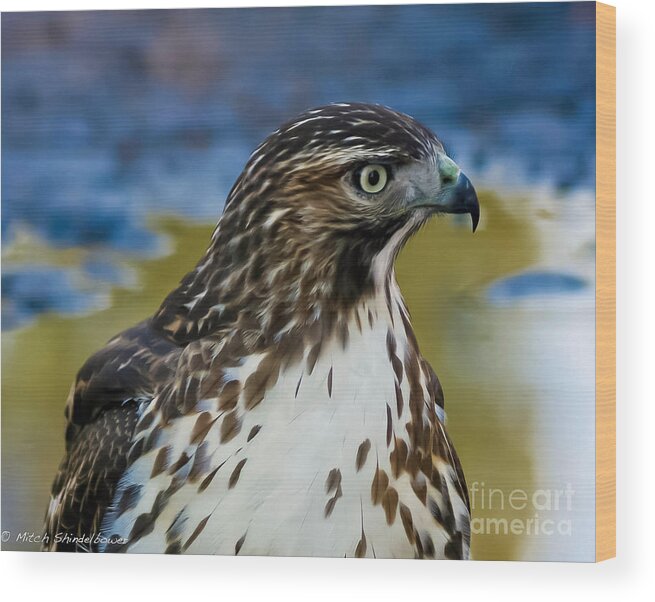 Hawk Wood Print featuring the photograph Eye Of The Hawk by Mitch Shindelbower