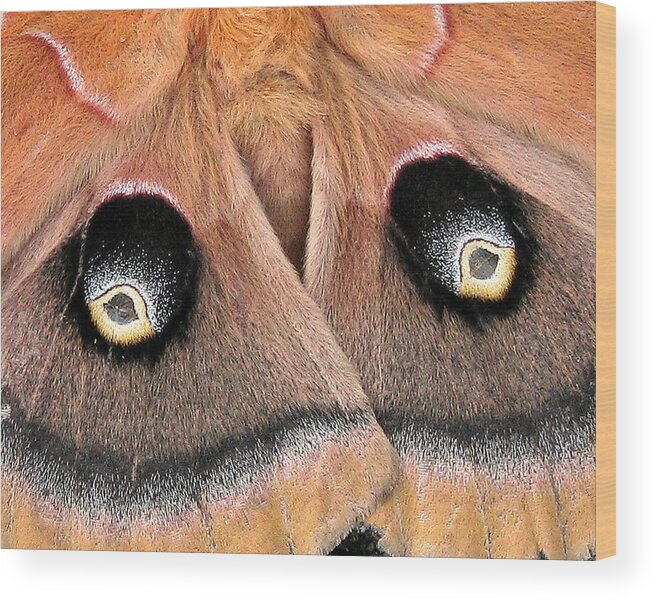 Nature Wood Print featuring the photograph Eyes of Deception by Peggy Urban