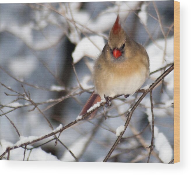 Birds Wood Print featuring the photograph Female Northern Cardinal 4300 by Michael Peychich