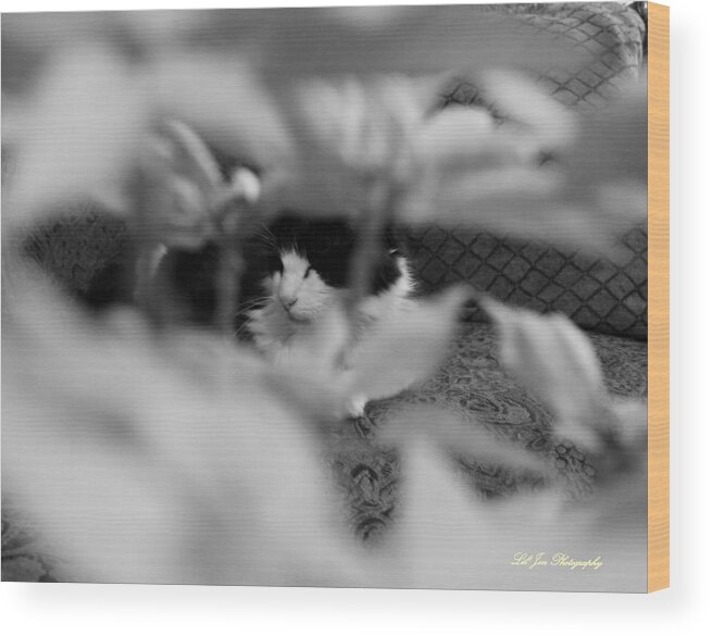 Cat Wood Print featuring the photograph Find The Kitty by Jeanette C Landstrom