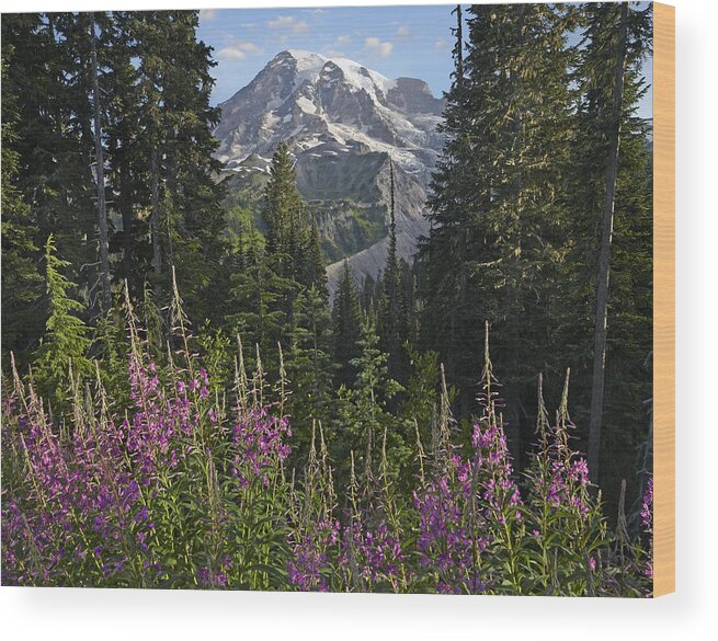 00437813 Wood Print featuring the photograph Fireweed Flowering And Mount Rainier by Tim Fitzharris