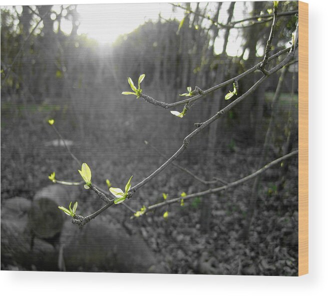 Leaves Wood Print featuring the photograph First buds of spring by Life Makes Art