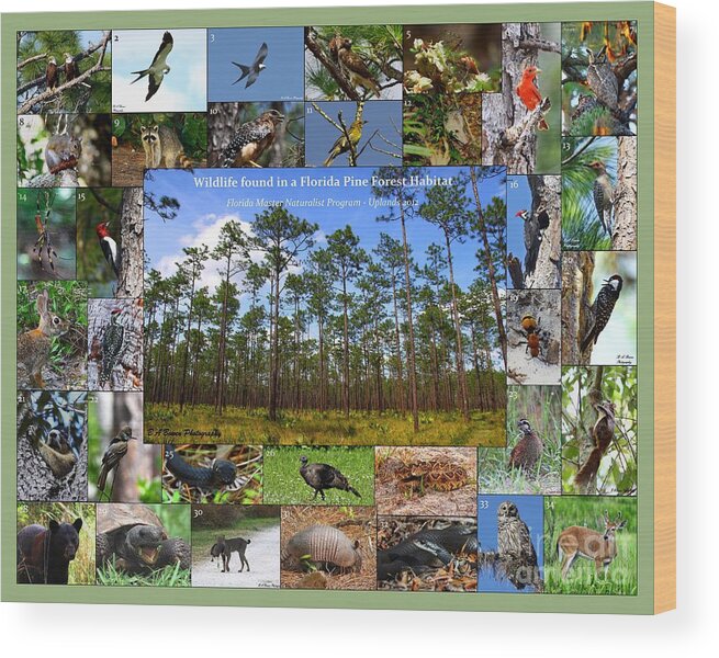 Florida Wildlife Collage Wood Print featuring the photograph Florida Wildlife Photo Collage by Barbara Bowen